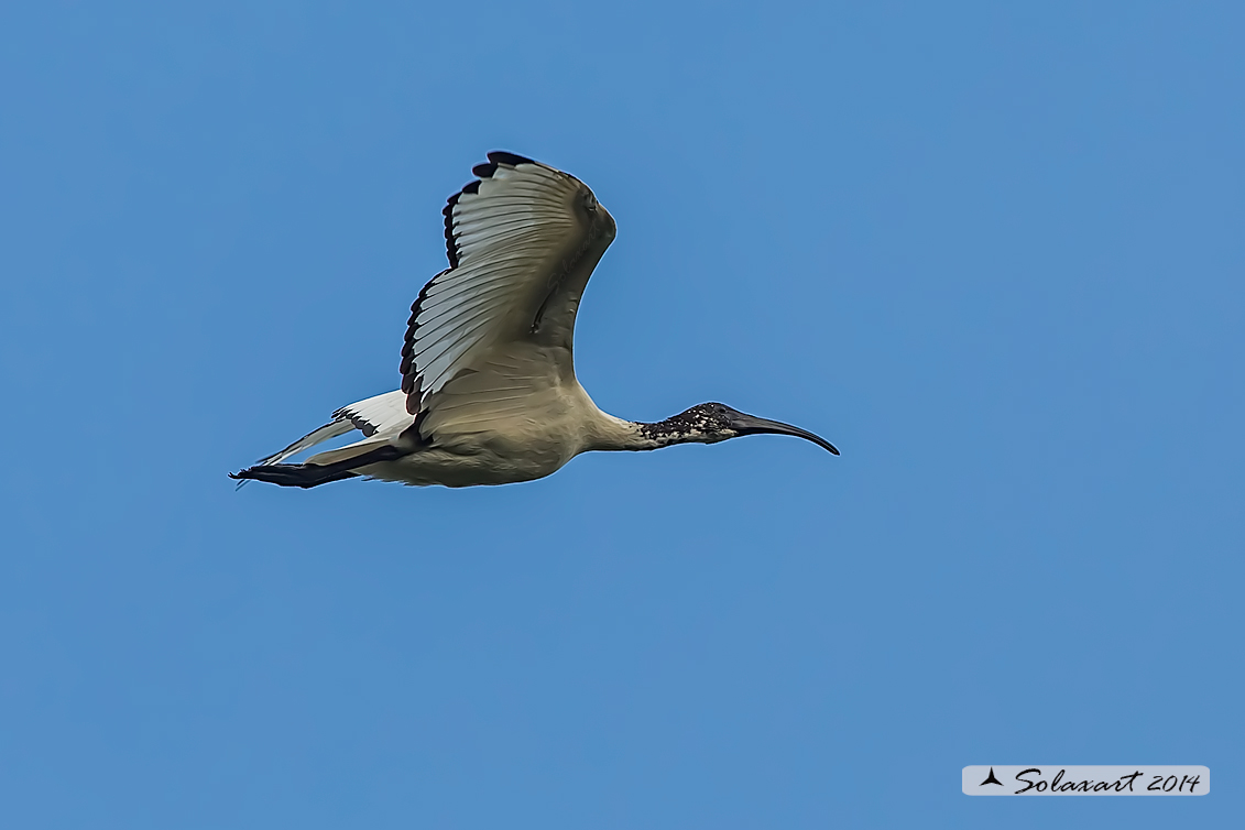 Threskiornis aethiopicus: Ibis sacro: African Sacred Ibis