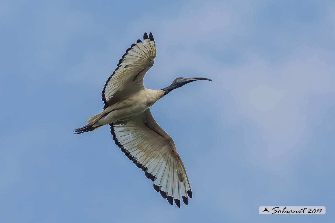 Threskiornis aethiopicus: Ibis sacro: African Sacred Ibis