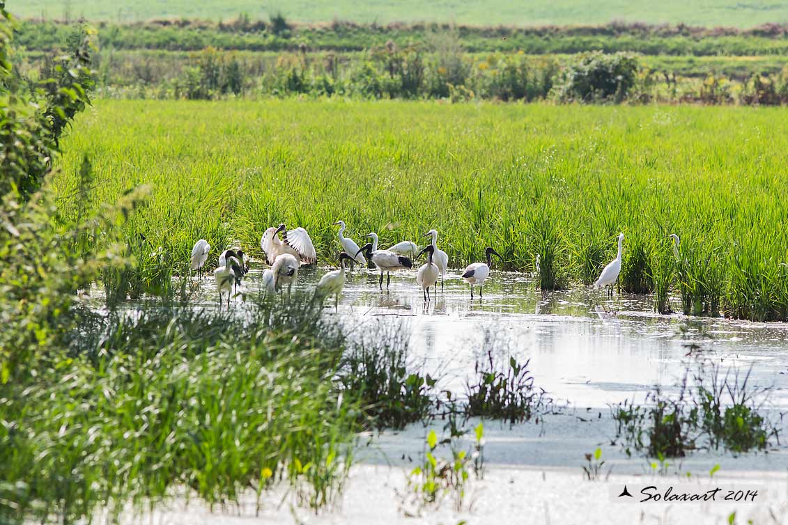 Threskiornis aethiopicus: Ibis sacro: African Sacred Ibis