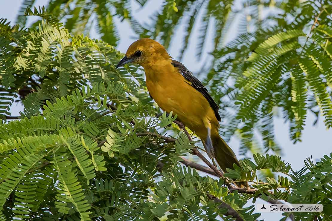 Icterus cucullatus sennetti :    Rigogolo dal bavaglio (femmina) ;   Hooded Oriole (female)