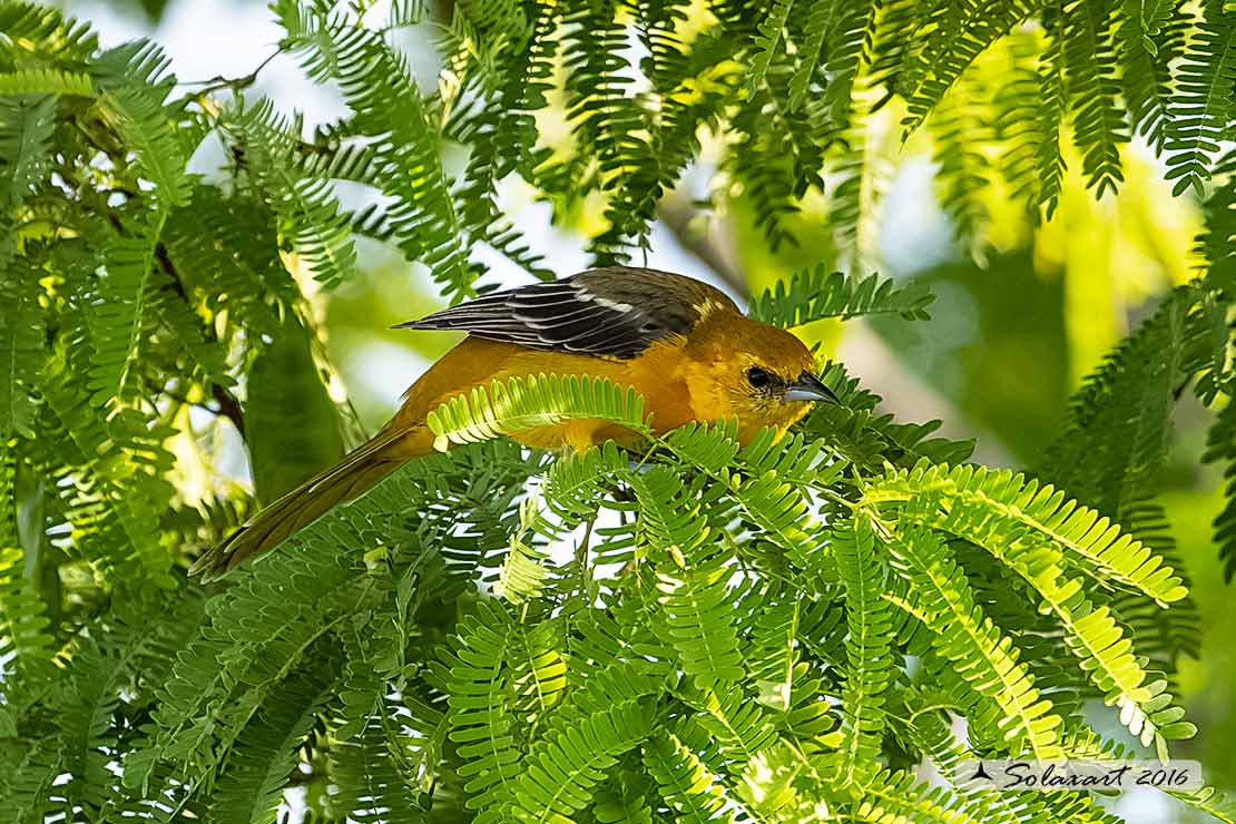 Icterus cucullatus sennetti :    Rigogolo dal bavaglio (femmina) ;   Hooded Oriole (female)