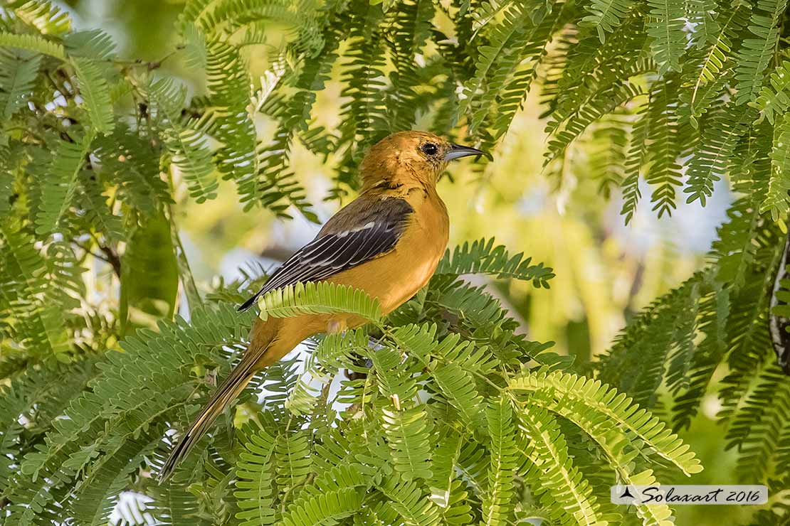 Icterus cucullatus sennetti :    Rigogolo dal bavaglio (femmina) ;   Hooded Oriole (female)