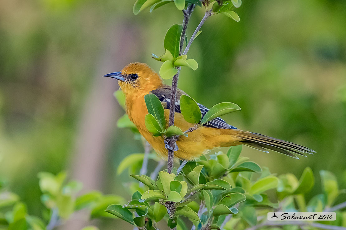 Icterus cucullatus sennetti :    Rigogolo dal bavaglio (femmina) ;   Hooded Oriole (female)