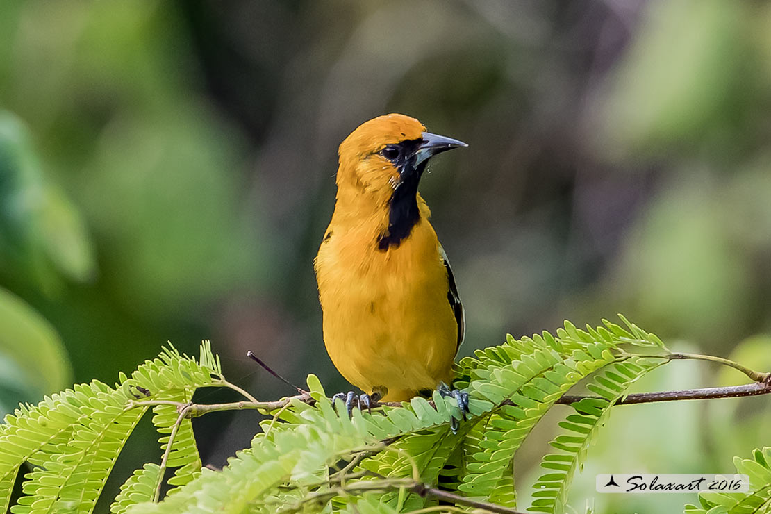 Icterus cucullatus sennetti :    Rigogolo dal bavaglio (maschio) ;   Hooded Oriole (male)