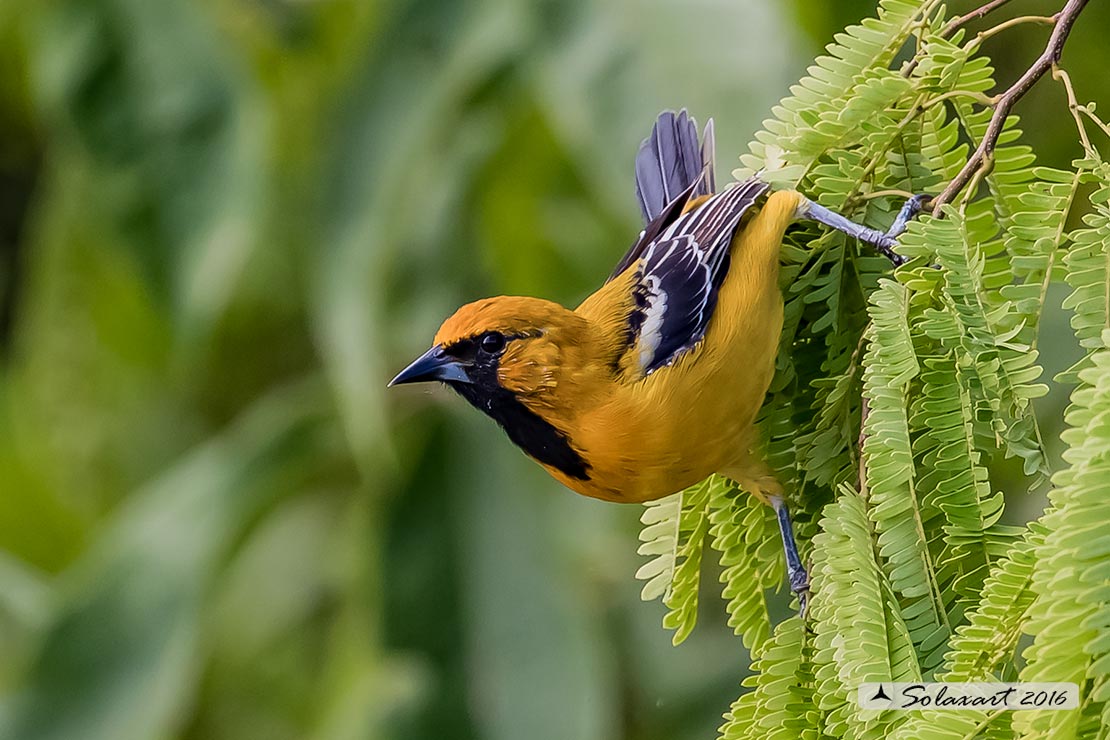 Icterus cucullatus sennetti :    Rigogolo dal bavaglio (maschio) ;   Hooded Oriole (male)