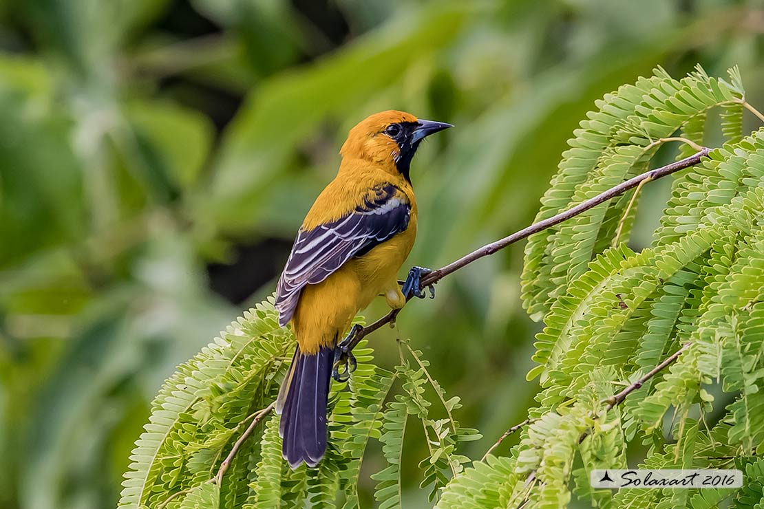 Icterus cucullatus sennetti :    Rigogolo dal bavaglio (maschio) ;   Hooded Oriole (male)