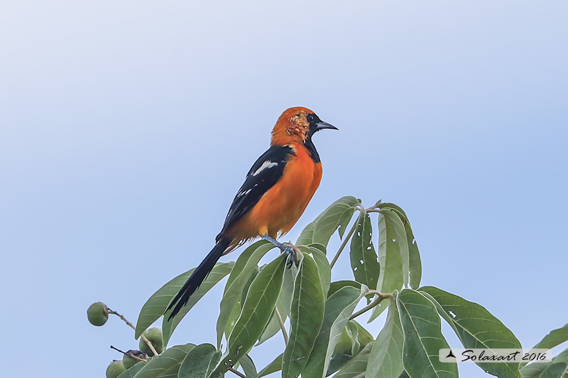 Icterus cucullatus sennetti :    Rigogolo dal bavaglio (maschio) ;   Hooded Oriole (male)