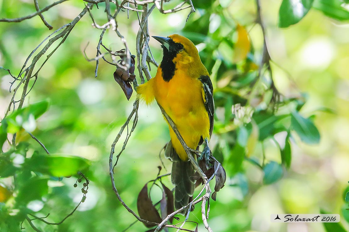 Icterus cucullatus sennetti :    Rigogolo dal bavaglio (maschio) ;   Hooded Oriole (male)