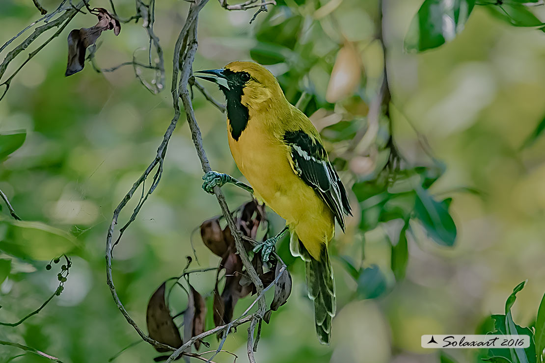 Icterus cucullatus sennetti :    Rigogolo dal bavaglio (maschio) ;   Hooded Oriole (male)