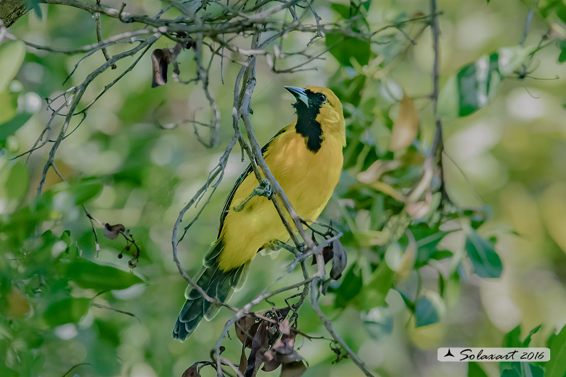 Icterus cucullatus sennetti :    Rigogolo dal bavaglio (maschio) ;   Hooded Oriole (male)