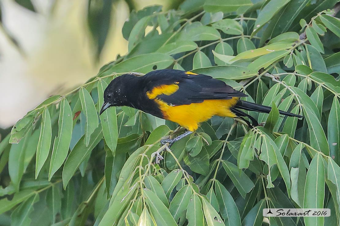 Icterus prosthemelas : -  Oriolo cappuccino (maschio) ;    Black-cowled oriole (male)