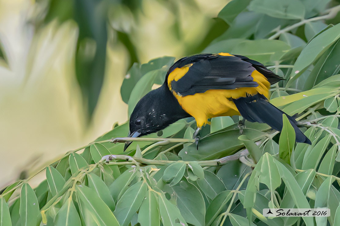 Icterus prosthemelas : -  Oriolo cappuccino (maschio) ;    Black-cowled oriole (male)