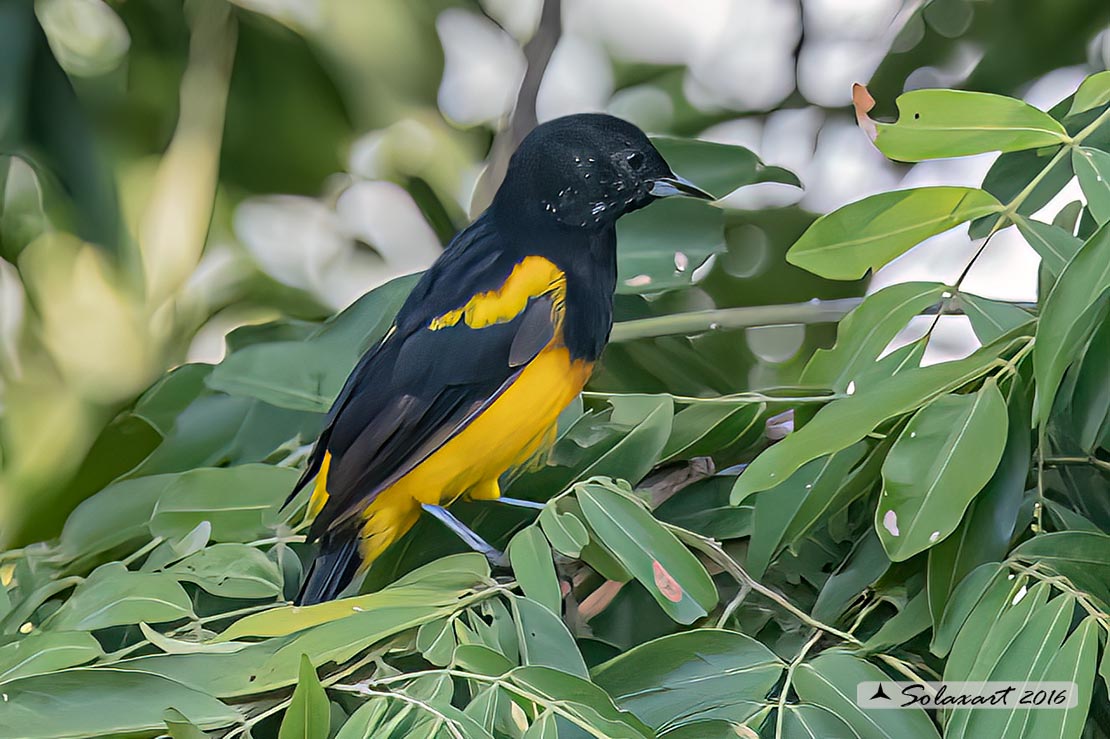 Icterus prosthemelas : -  Oriolo cappuccino (maschio) ;    Black-cowled oriole (male)