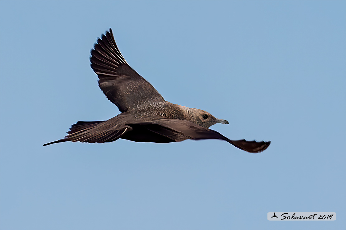 Stercorarius parasiticus - Labbo - Parasitic jaeger