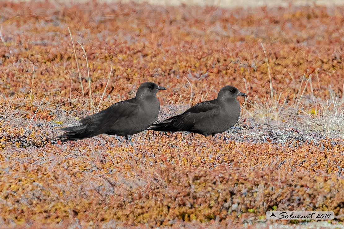 Stercorarius parasiticus - Labbo - Parasitic jaeger