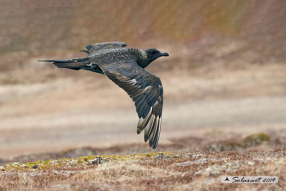 Stercorarius parasiticus - Labbo - Parasitic jaeger