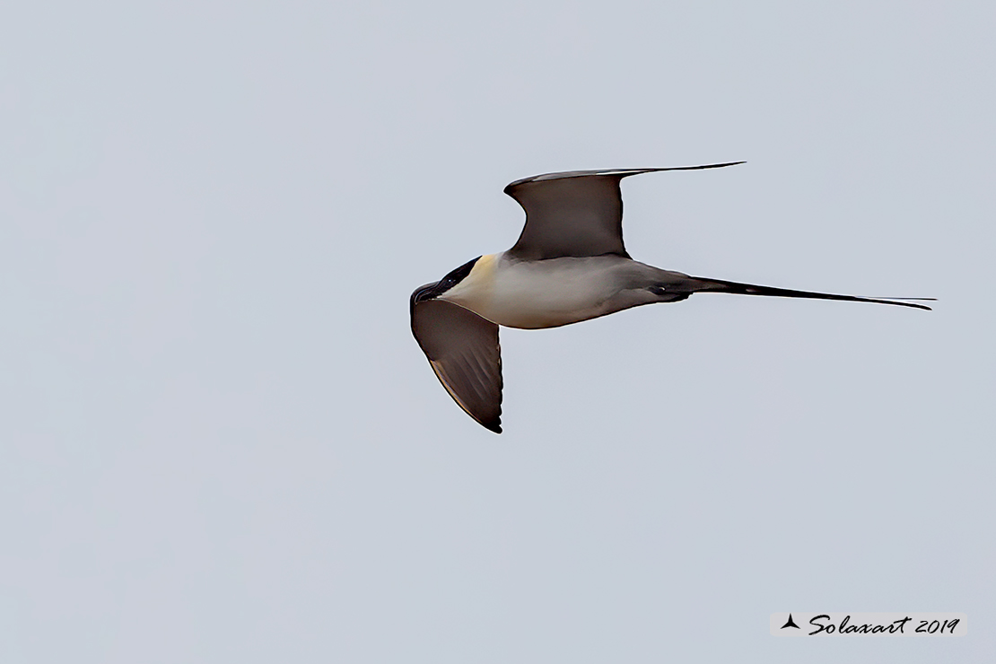 Stercorarius longicaudus - Labbo codalunga - Long-tailed jaeger