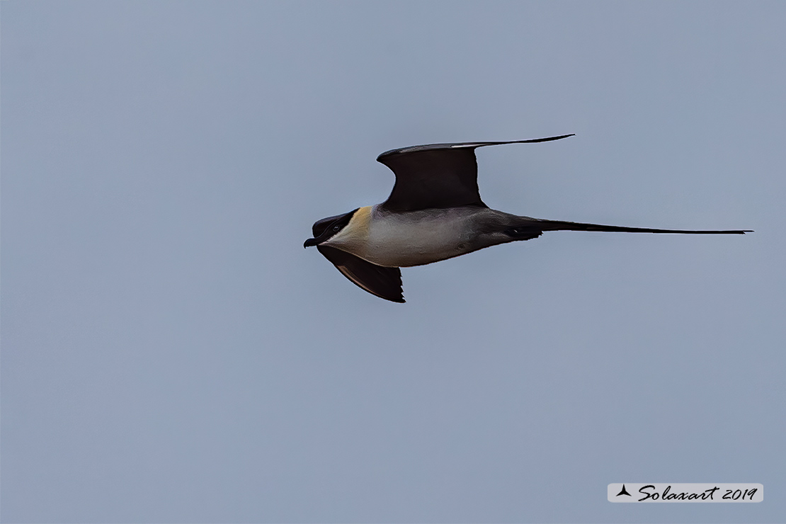 Stercorarius longicaudus - Labbo codalunga - Long-tailed jaeger