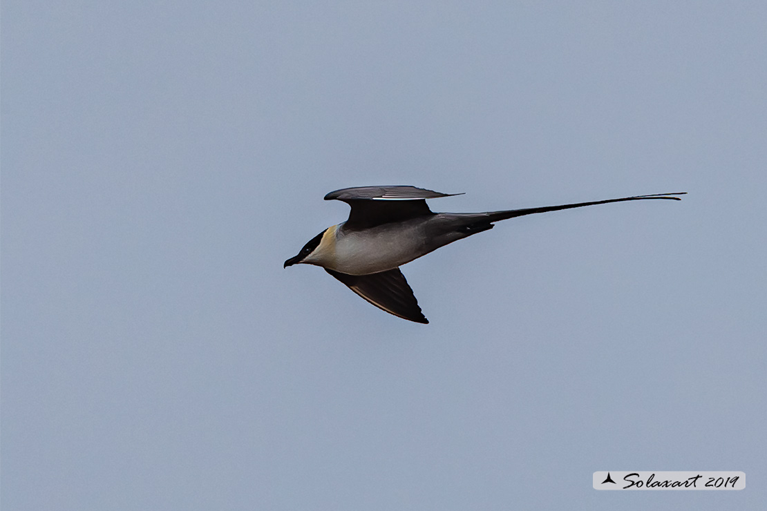 Stercorarius longicaudus - Labbo codalunga - Long-tailed jaeger