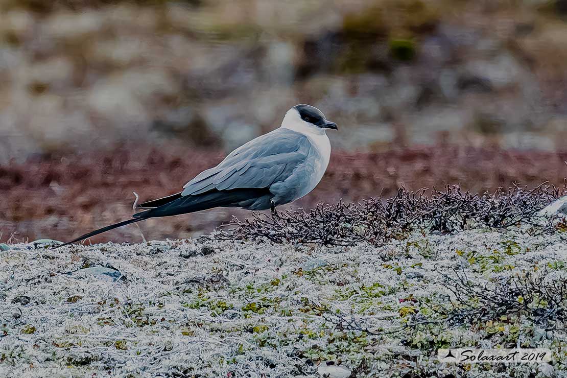 Stercorarius longicaudus - Labbo codalunga - Long-tailed jaeger