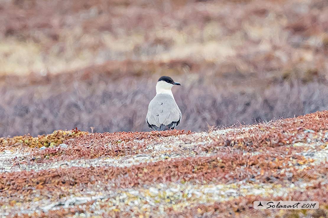 Stercorarius longicaudus - Labbo codalunga - Long-tailed jaeger