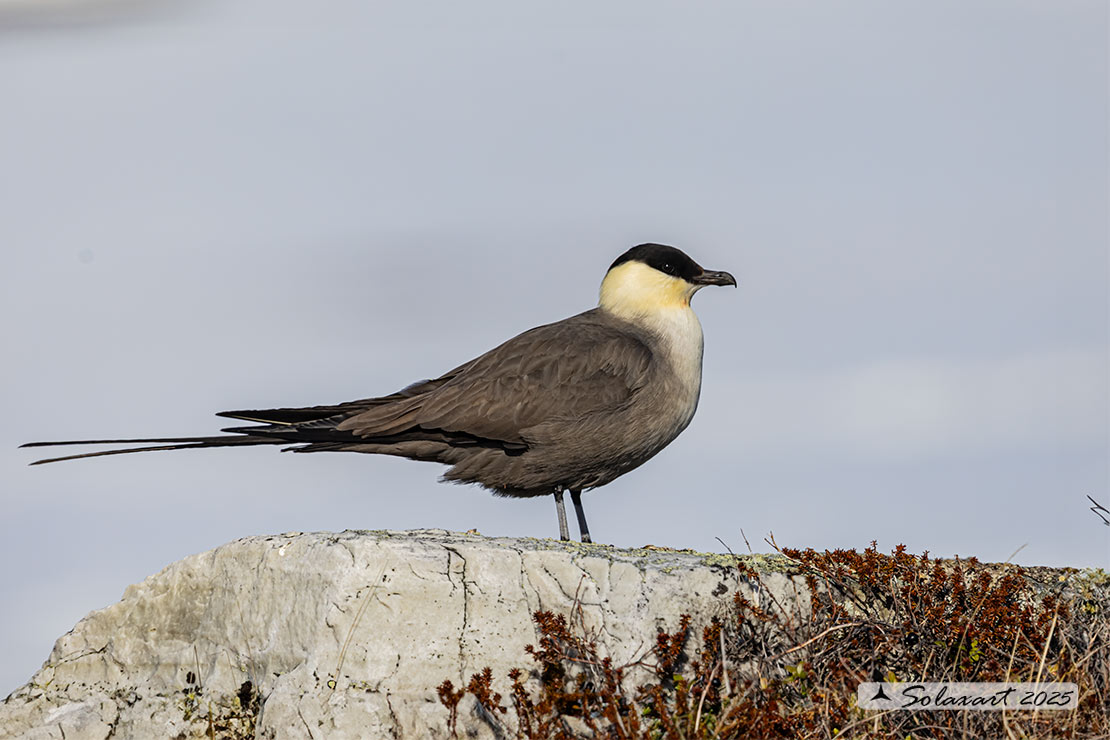 Stercorarius longicaudus - Labbo codalunga - Long-tailed jaeger
