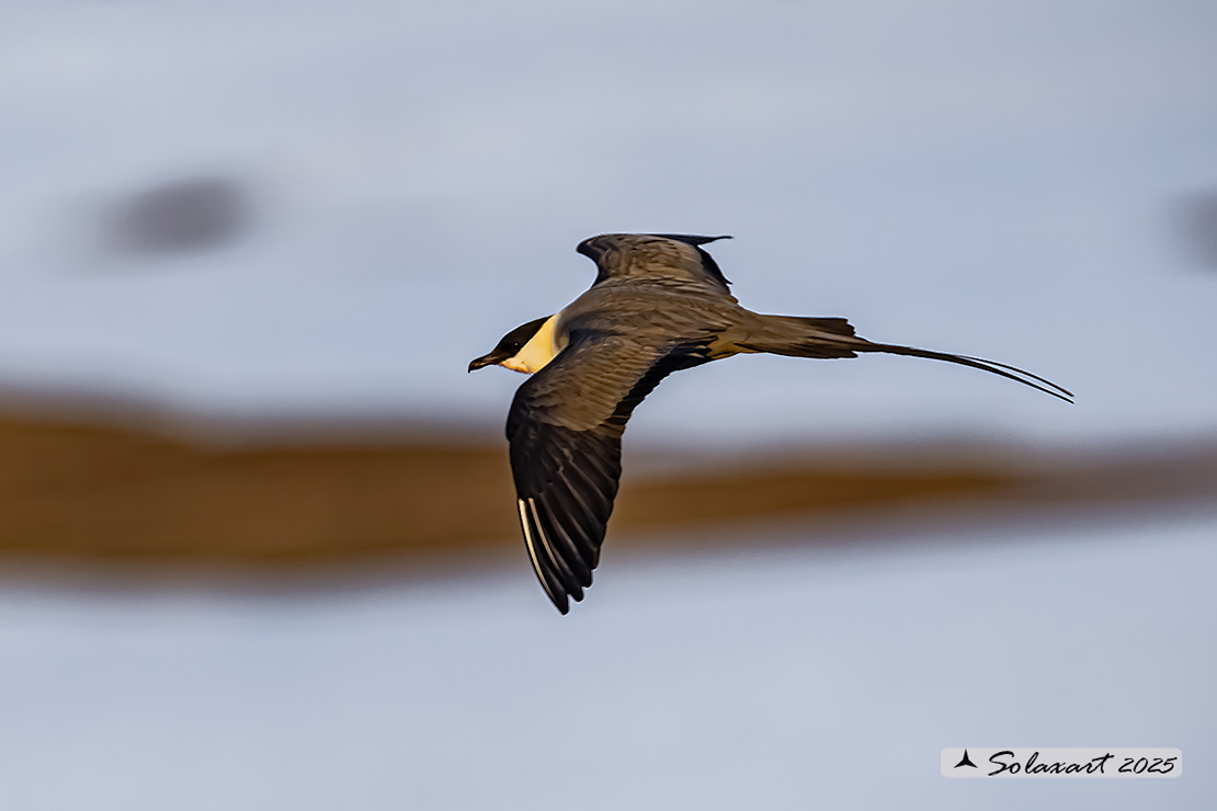Stercorarius longicaudus - Labbo codalunga - Long-tailed jaeger