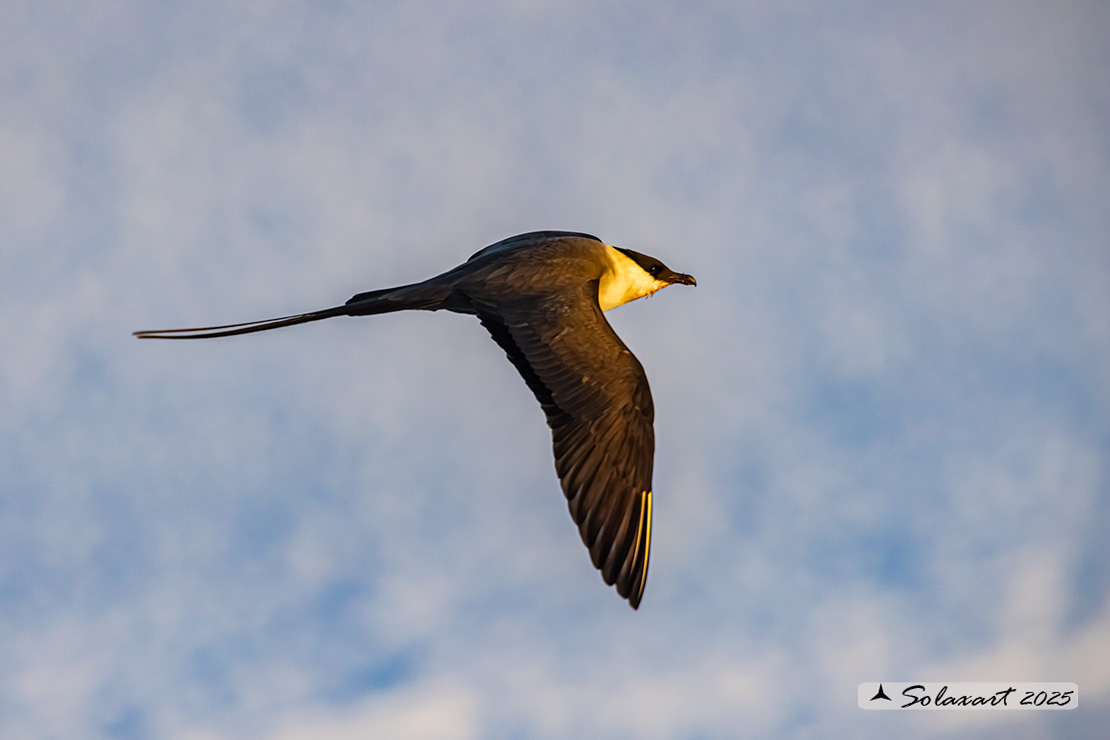 Stercorarius longicaudus - Labbo codalunga - Long-tailed jaeger