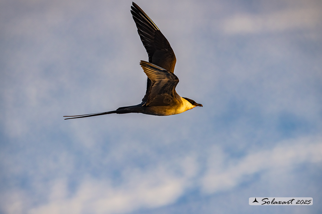 Stercorarius longicaudus - Labbo codalunga - Long-tailed jaeger