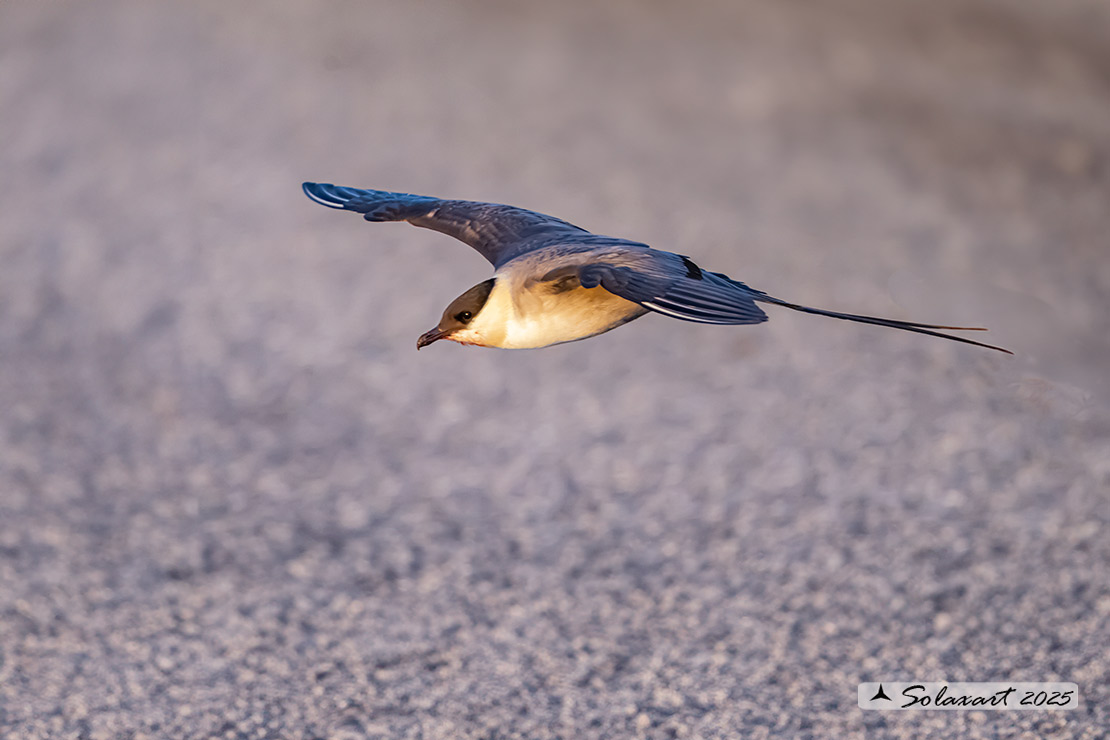 Stercorarius longicaudus - Labbo codalunga - Long-tailed jaeger