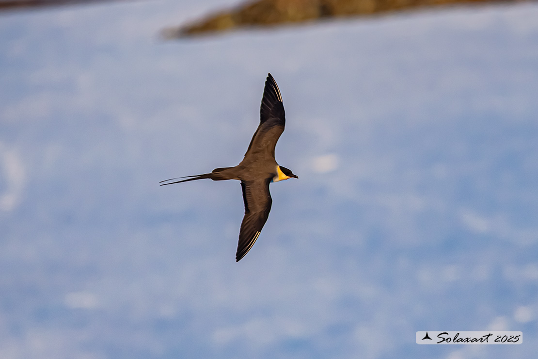 Stercorarius longicaudus - Labbo codalunga - Long-tailed jaeger