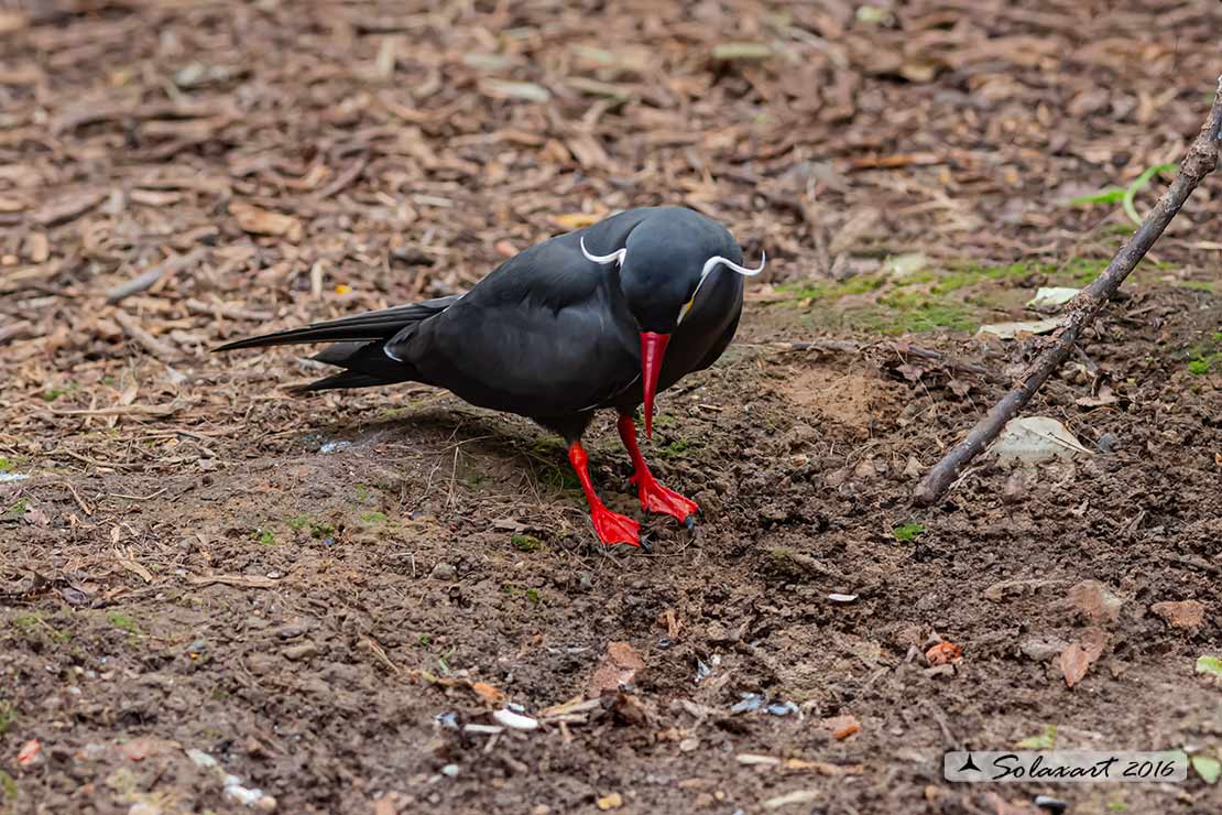 Larosterna inca; Sterna inca; Inca tern