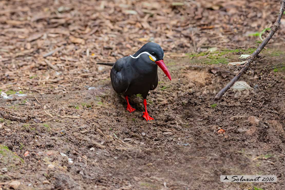 Larosterna inca; Sterna inca; Inca tern