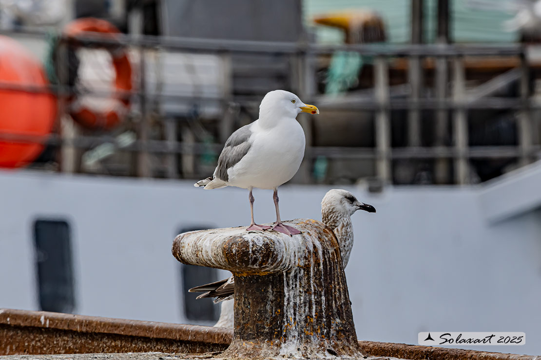 Larus argentatus - Gabbiano reale nordico - European Herring Gull