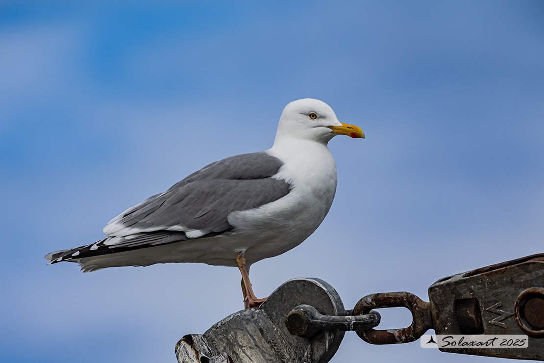 Larus argentatus - Gabbiano reale nordico - European Herring Gull