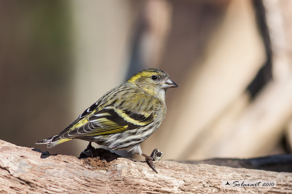 Spinus spinus:  Lucherino (femmina); Eurasian Siskin (female)