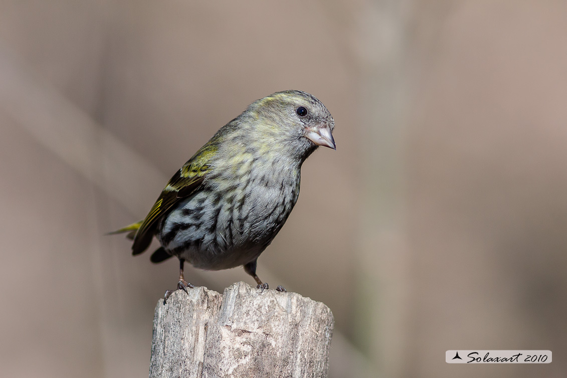 Spinus spinus:  Lucherino (femmina); Eurasian Siskin (female)