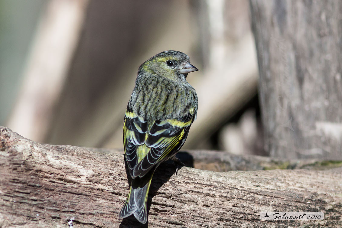 Spinus spinus:  Lucherino (femmina); Eurasian Siskin (female)