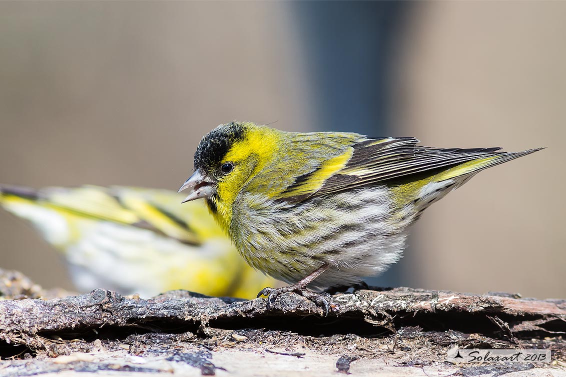 Spinus spinus:  Lucherino (maschio); Eurasian Siskin (male)