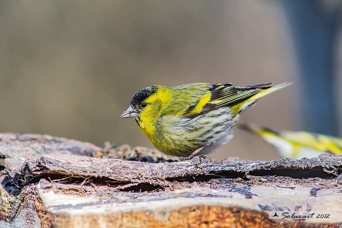 Spinus spinus:  Lucherino (maschio); Eurasian Siskin (male)