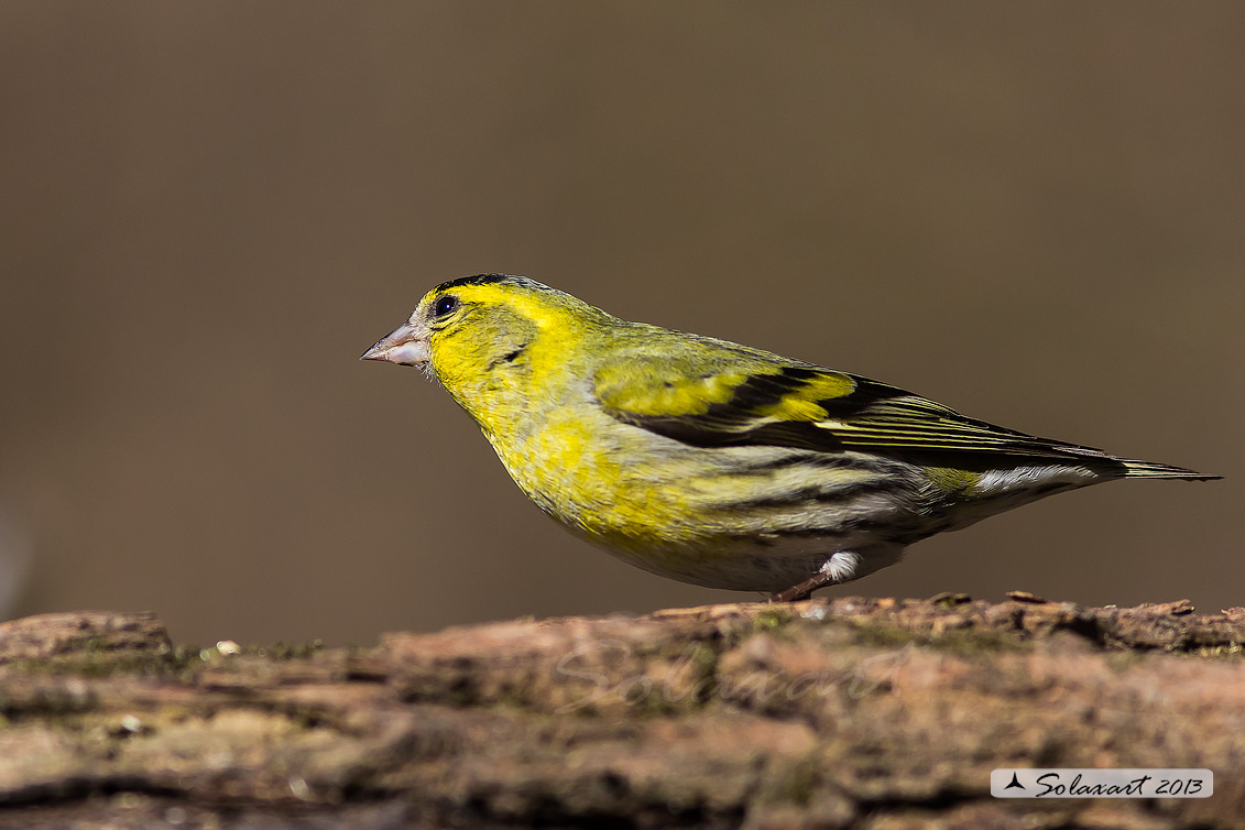 Spinus spinus:  Lucherino (maschio); Eurasian Siskin (male)