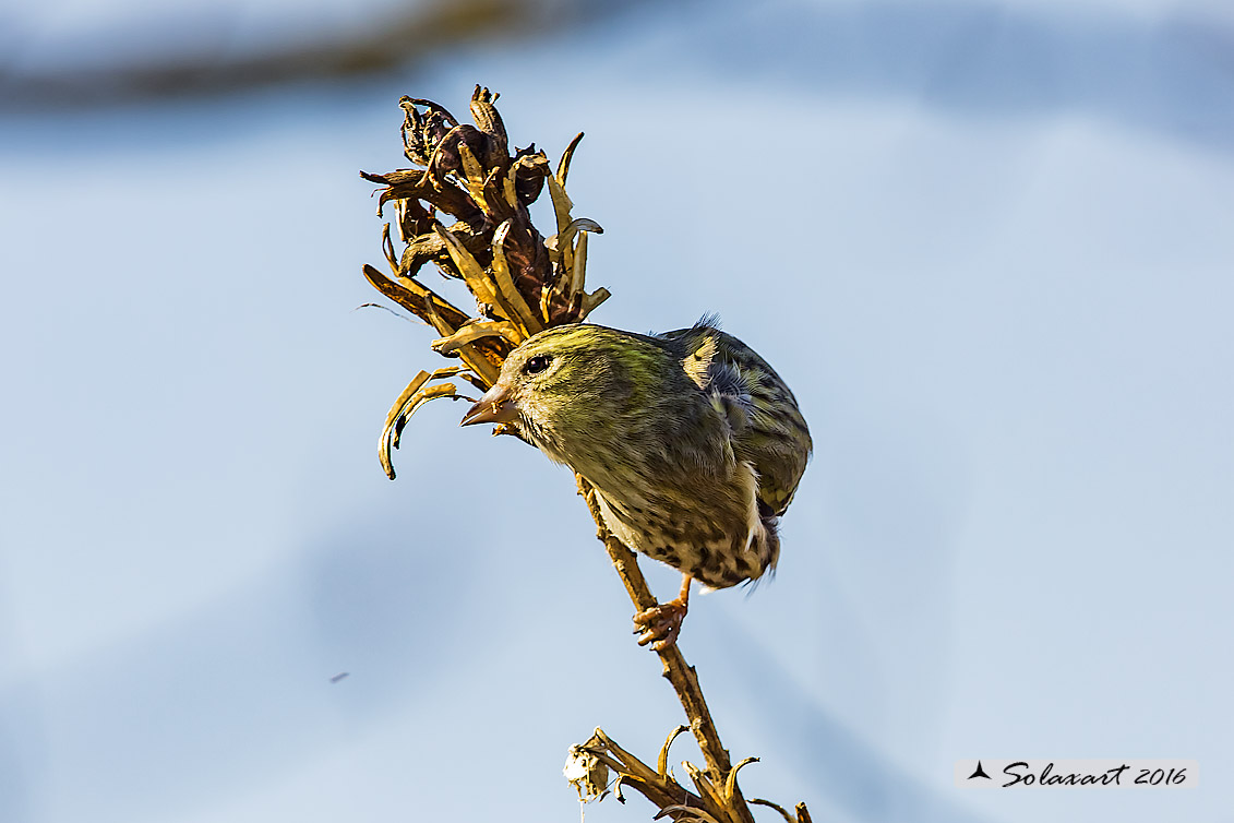 Spinus spinus:  Lucherino (maschio); Eurasian Siskin (male)