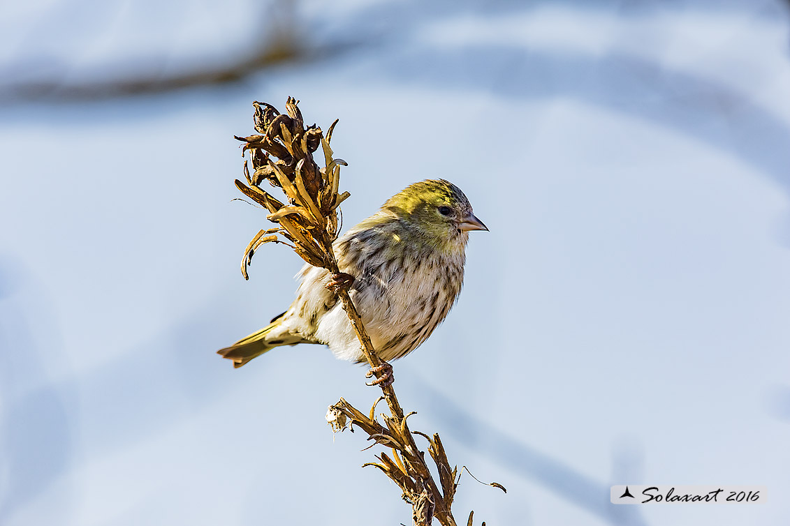 Spinus spinus:  Lucherino (maschio); Eurasian Siskin (male)