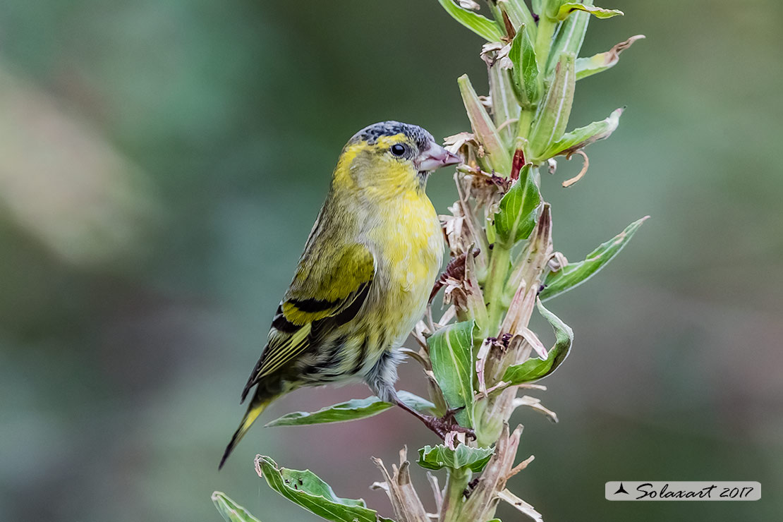 Spinus spinus:  Lucherino (maschio); Eurasian Siskin (male)