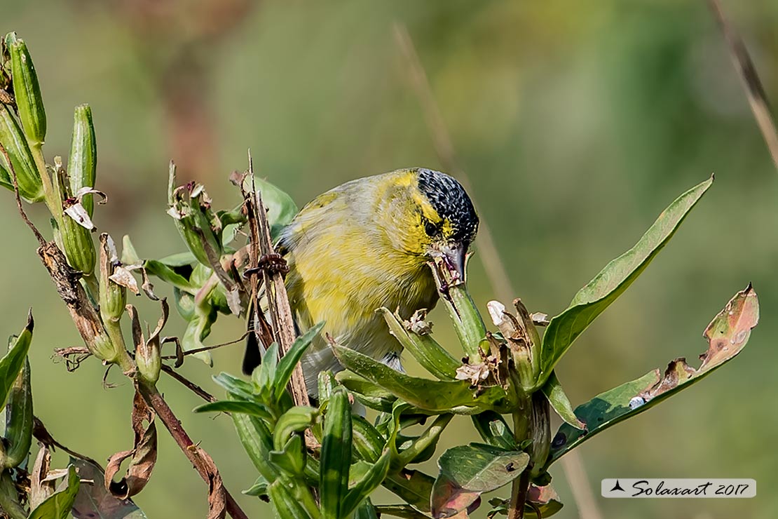 Spinus spinus:  Lucherino (maschio); Eurasian Siskin (male)