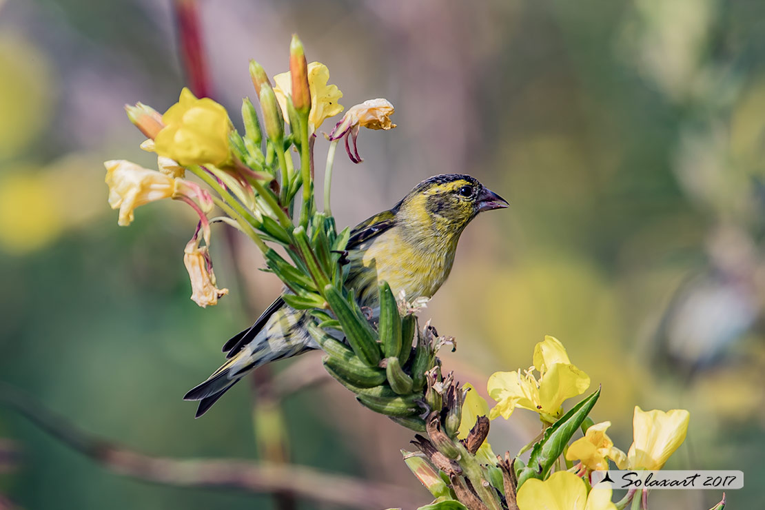 Spinus spinus:  Lucherino (maschio); Eurasian Siskin (male)