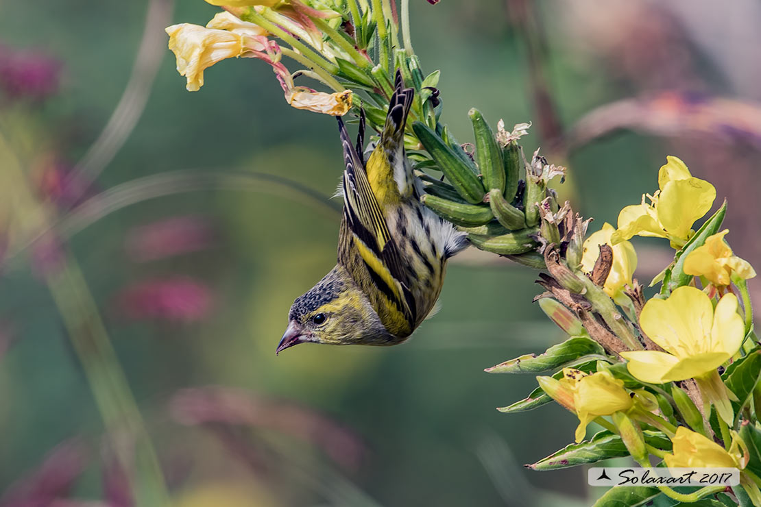 Spinus spinus:  Lucherino (maschio); Eurasian Siskin (male)