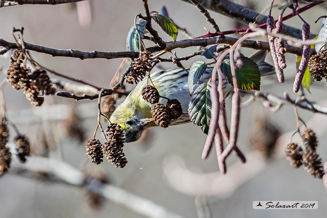 Spinus spinus:  Lucherino (femmina); Eurasian Siskin (female)