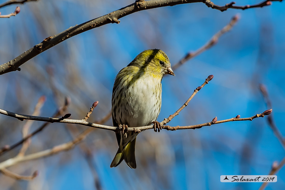 Spinus spinus:  Lucherino (maschio); Eurasian Siskin (male)