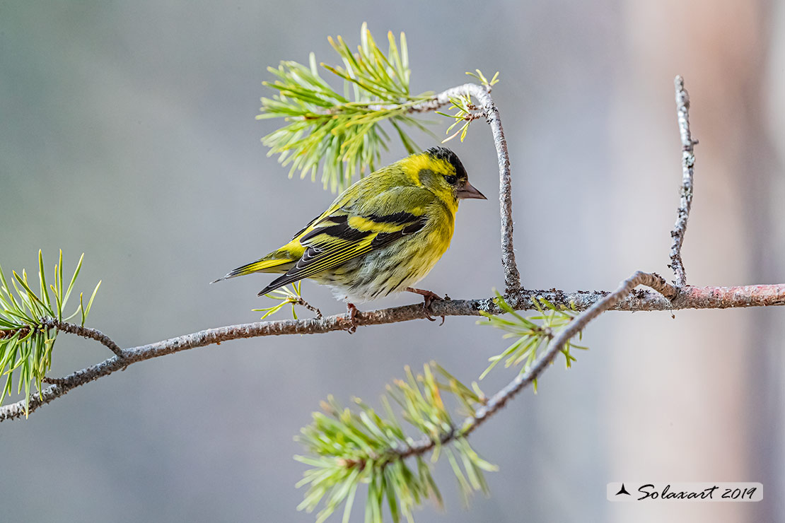 Spinus spinus:  Lucherino (maschio); Eurasian Siskin (male)